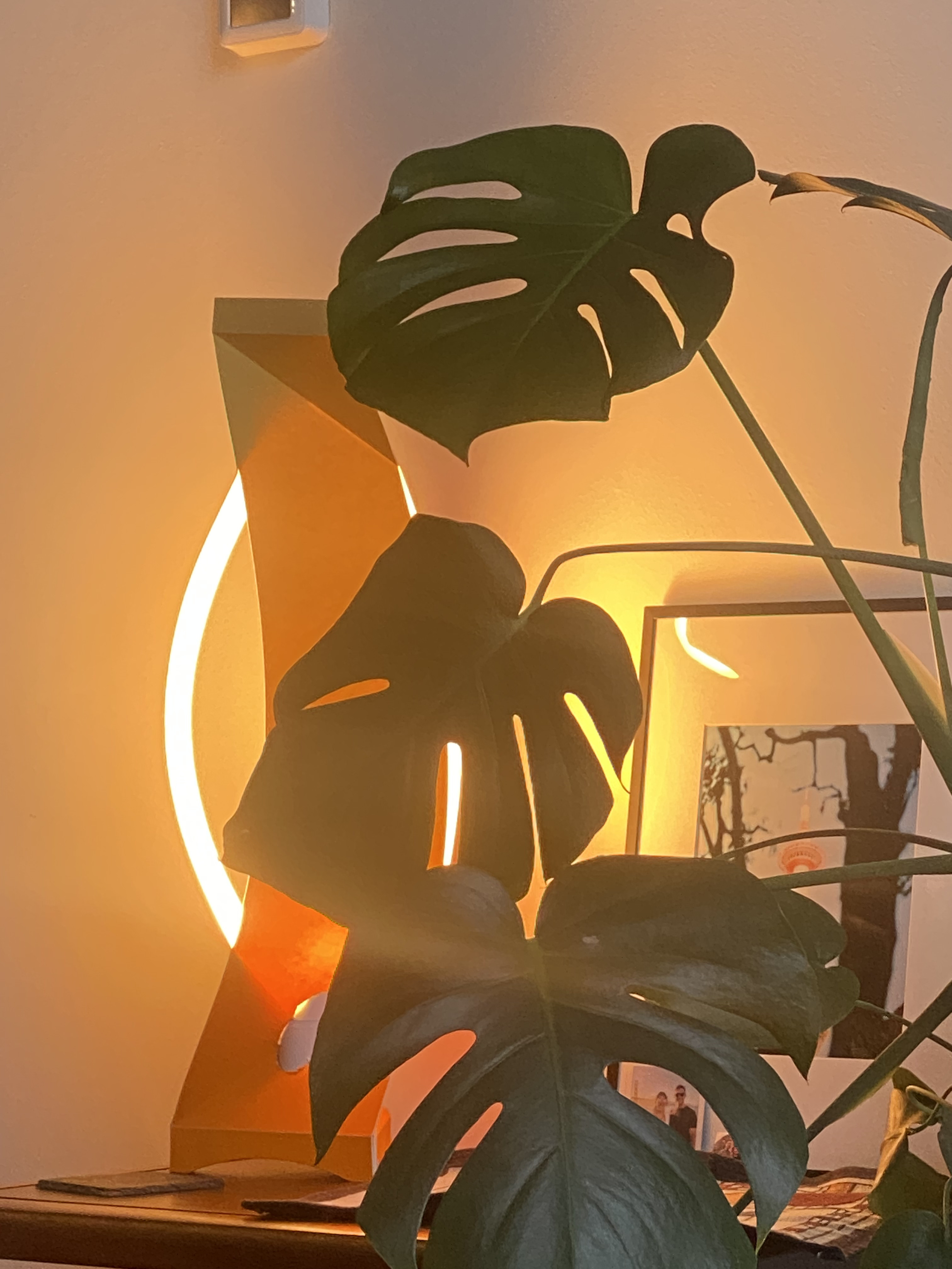 pool in green garden